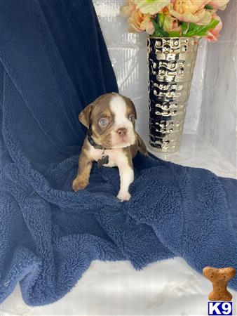 atlantafrenchbulldog Picture 1